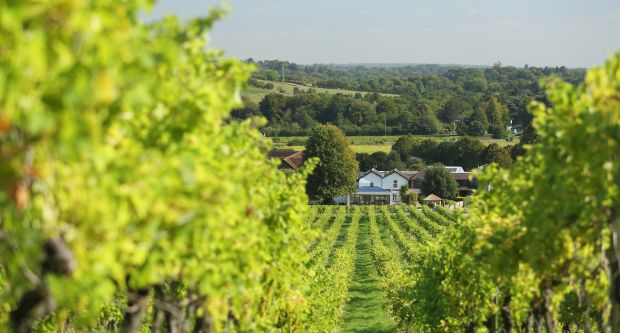 Denbies Vineyard Hotel, Surrey